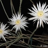 Peniocereus diguetii ©JM.jpg